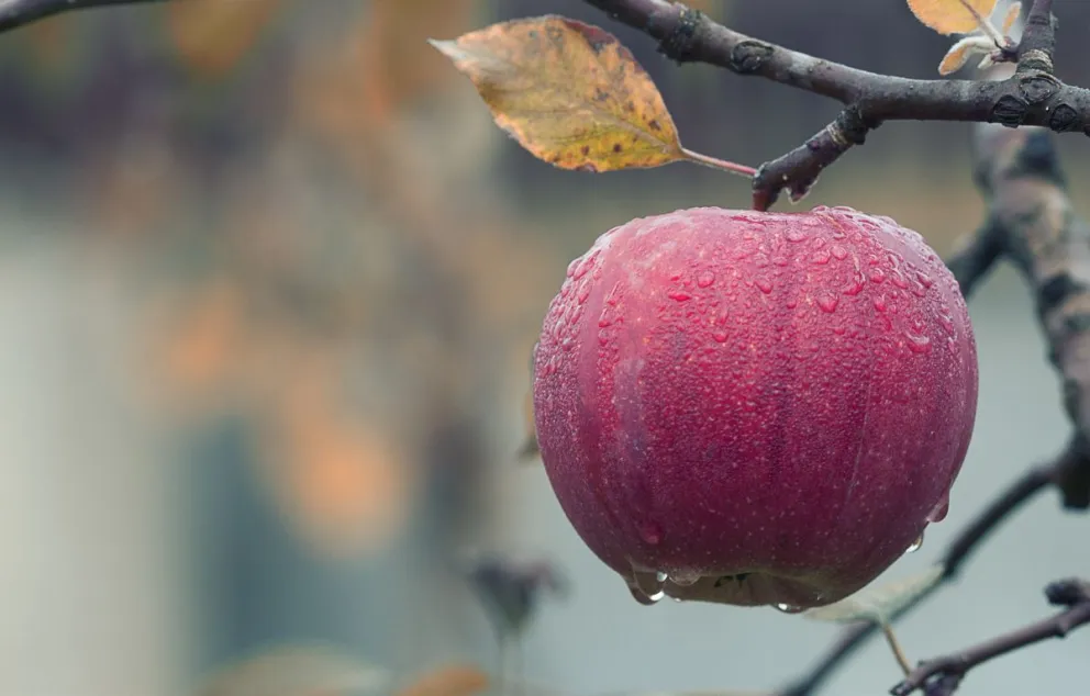 Las bajas temperaturas cumplen un rol clave en el ciclo productivo de los frutales. (Foto: gentileza Sergio Ziaurriz)