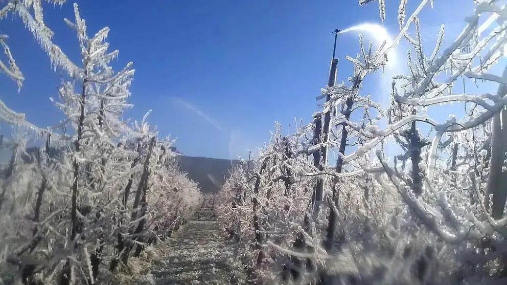 Para este fin de semana la AIC advirtió a productores por posibles heladas con temperaturas bajo cero grados. Foto: archivo