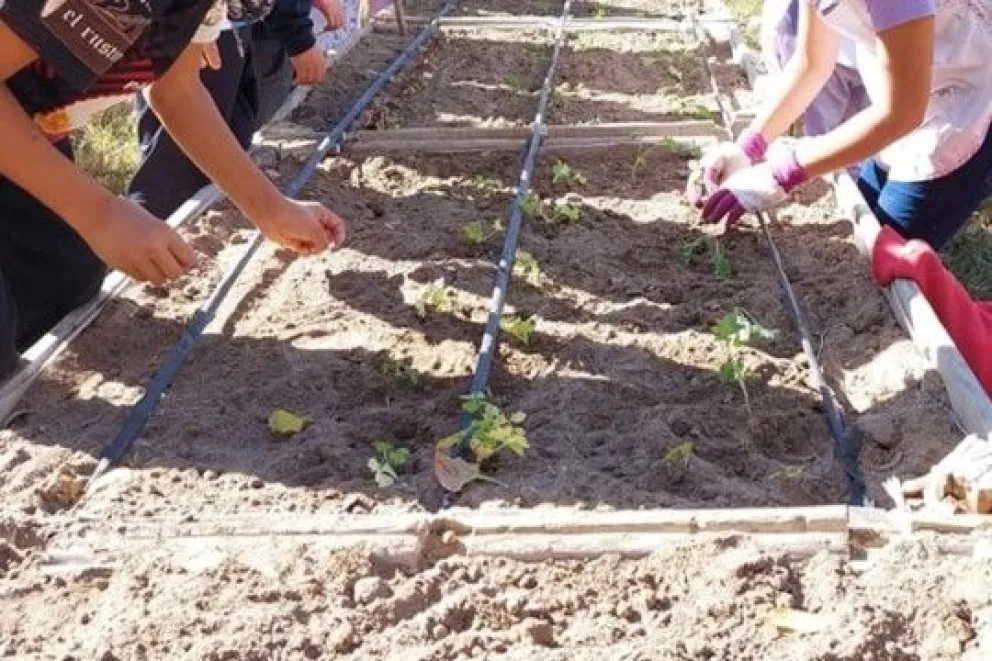Este miércoles comenzará la distribución de semillas para cultivar huertas familiares. (Foto archivo)