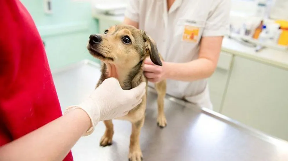 El municipio de Huergo anunció a partir de febrero se retoma el programa de castraciones caninas y felinas. Foto: archivo