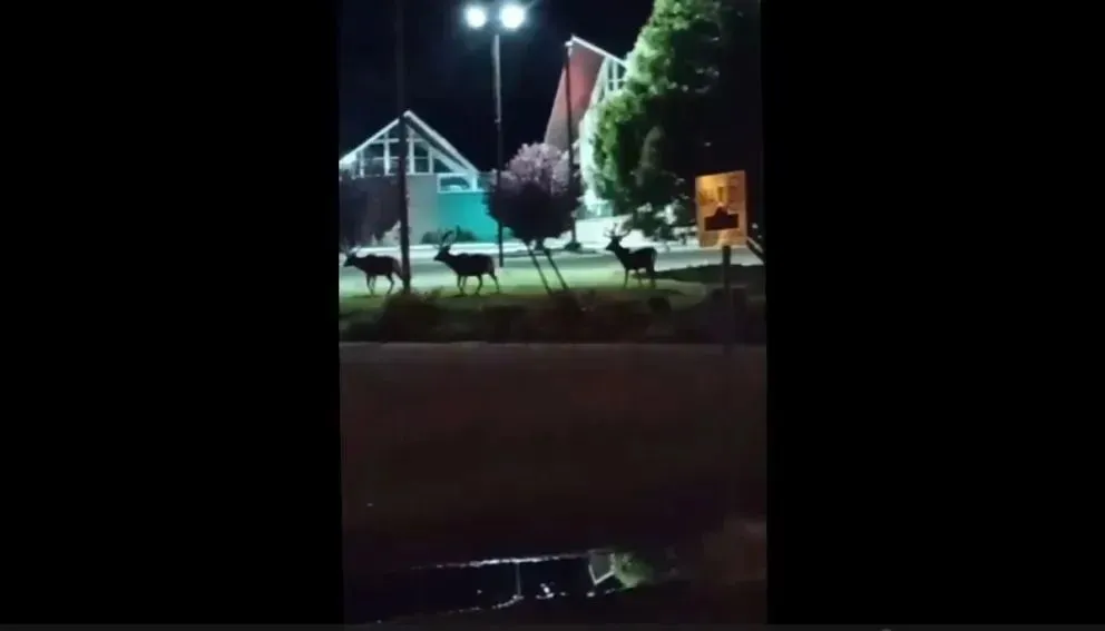 El ciervo se encuentra entre las 14 especies exóticas más dañinas a nivel mundial. Foto (El Cordillero).