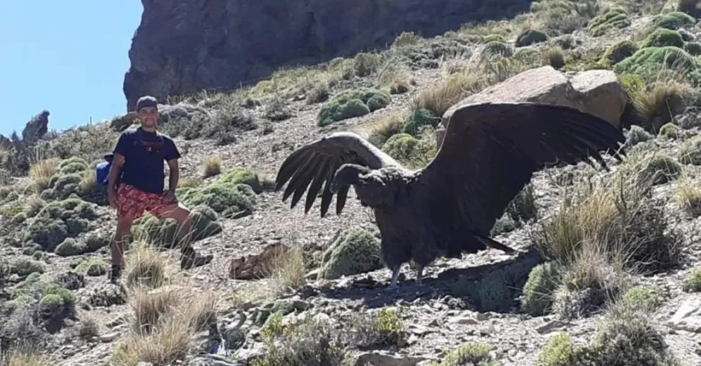 Vecinos de la zona este de la ciudad pudieron captar en imágenes el vuelo de un majestuoso Cóndor (foto: Gentileza Marcos Veliz)