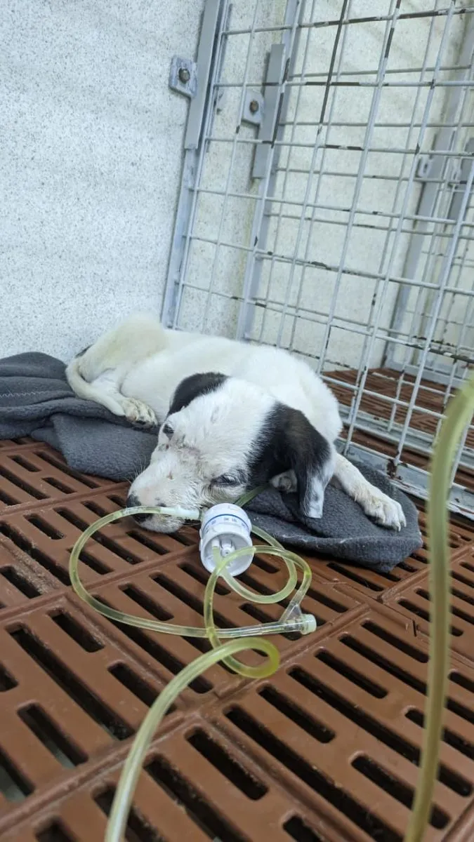 El cachorro "Amor" que est&aacute; internado en Neuqu&eacute;n