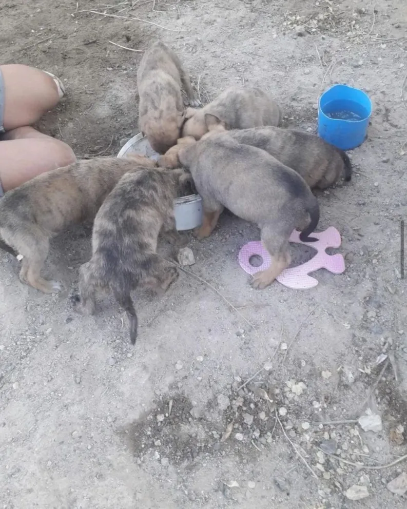 Cachorros abandonados en el basural de Regina (Foto: Camila Alonso)