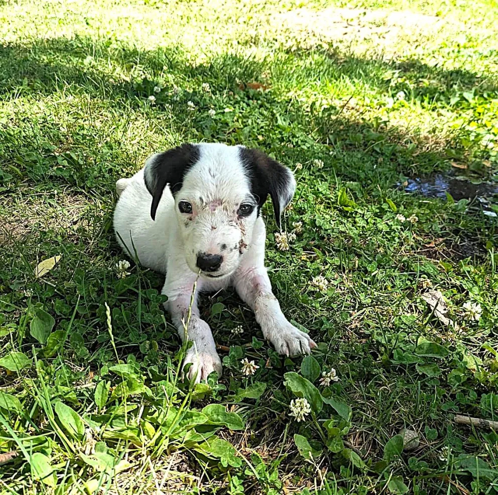 Amor luego de recibir atención médica (Foto: Camila Alonso)