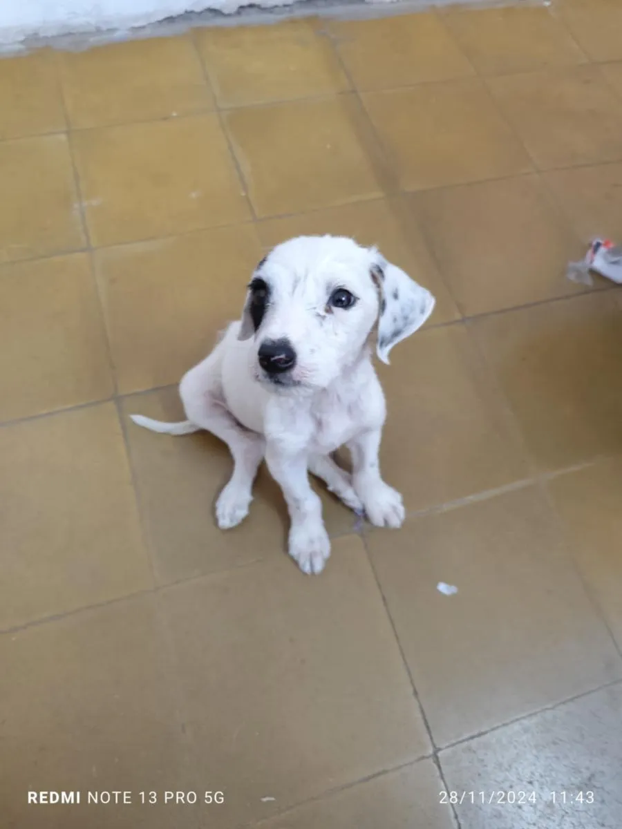 "Roco" otro de los hermanos de Amor