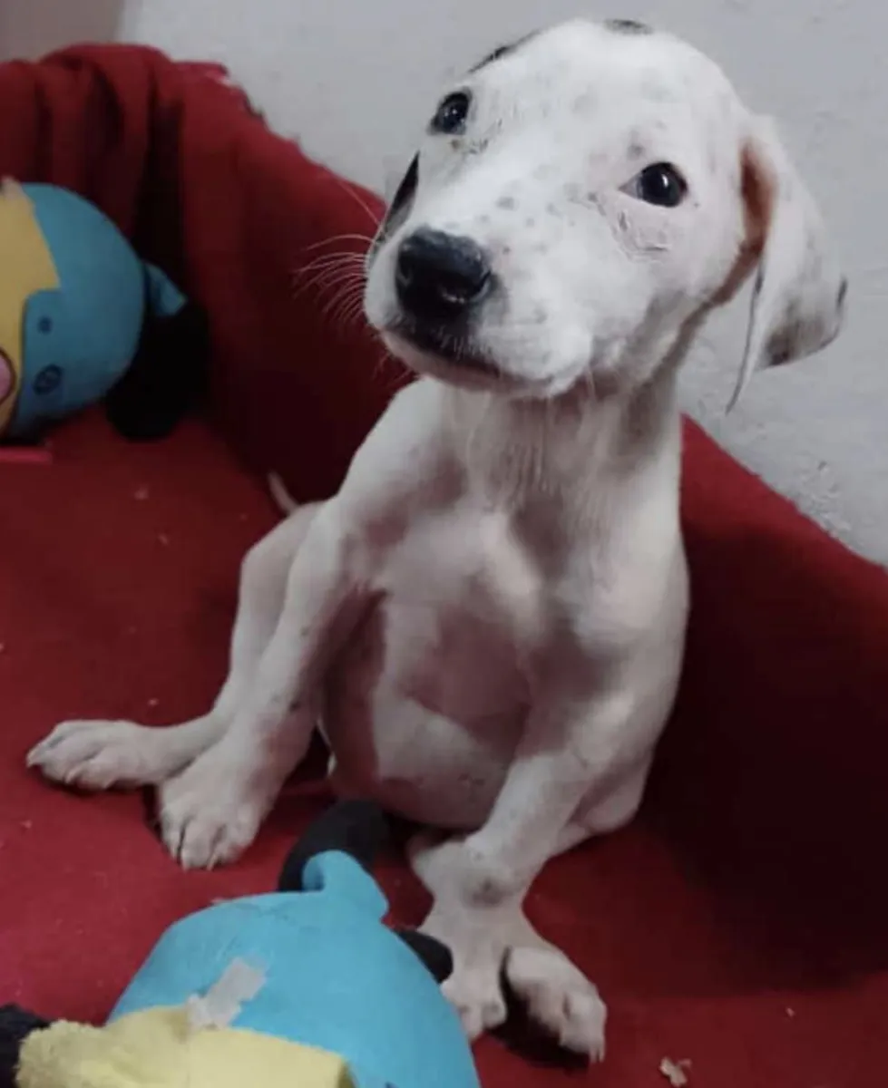 "Leo", hermanito de "Amor"