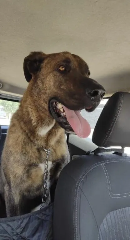 "Pedrito" el donante de Roco y Leo