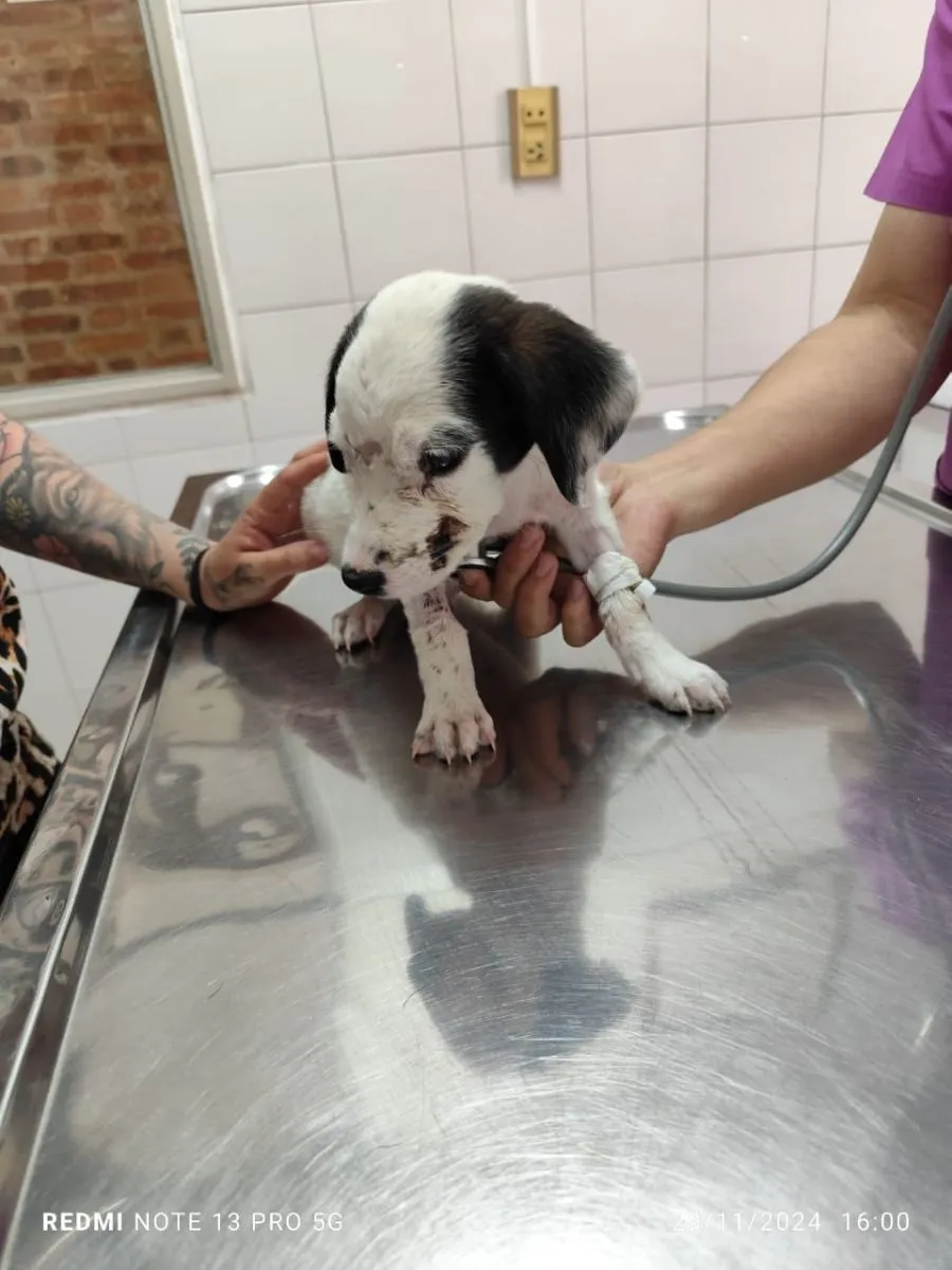 Amor en la cl&iacute;nica veterinaria de Neuqu&eacute;n 