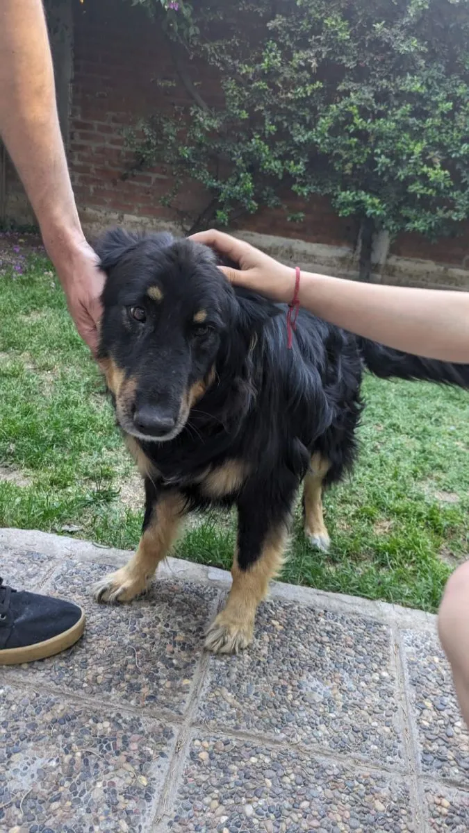 Negrita, la perra que don&oacute; sangre a Amor