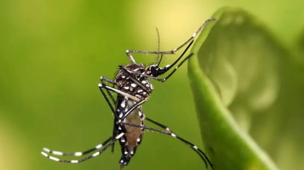 En Neuquén no hay casos autóctonos ni circulación viral.