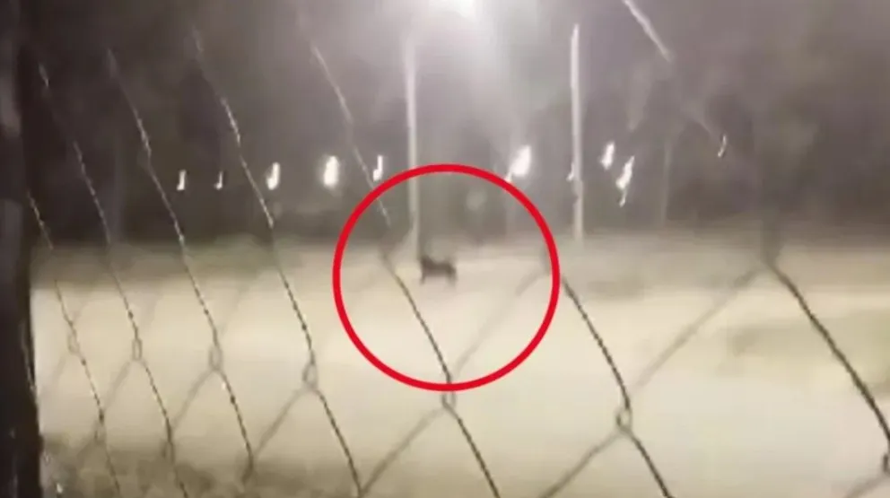 Alarmante cantidad de estruendos escuchados en distintos barrios de la ciudad. (Foto ANRoca)