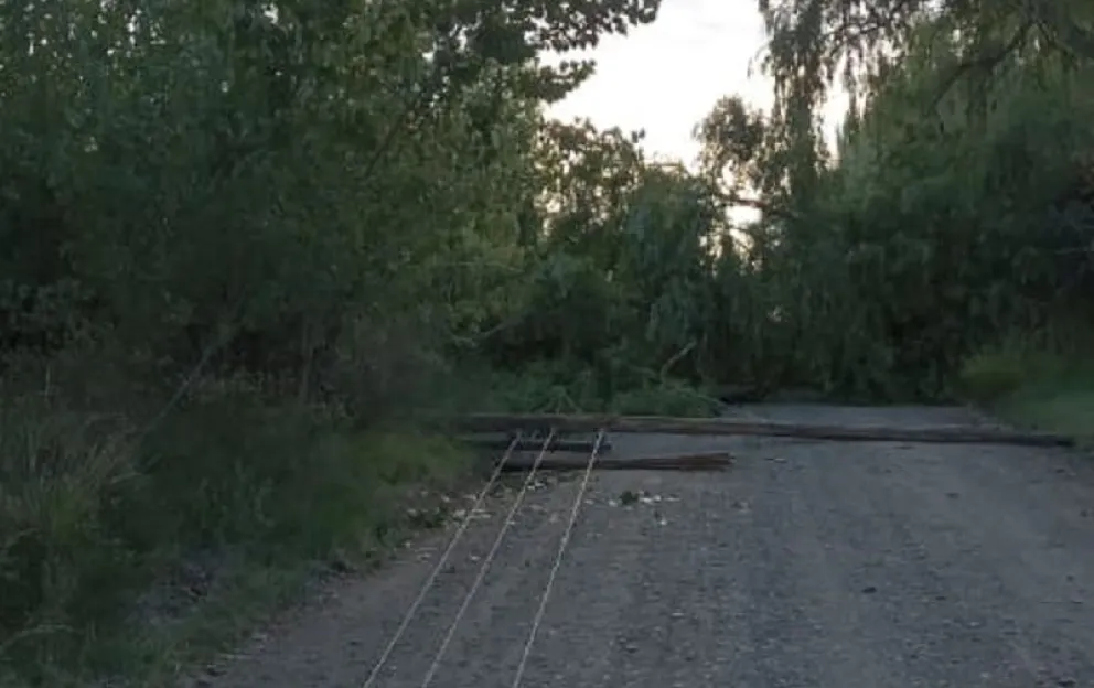 La caída de un árbol provocó el corte de energía en la zona rural y la planta de captación de agua. (Foto gentileza)