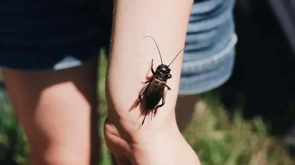  Matías Arezzo, referente del Programa Chagas del Ministerio de Salud, explicó en detalle las características y riesgos asociados a la presencia de estos insectos en la provincia.