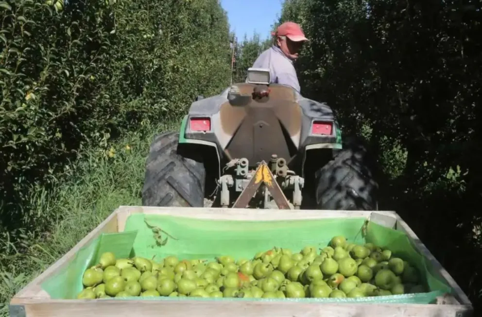 Muestreo de madurez en peras Williams, Red Bartlett y manzanas Gala en las zonas del Alto Valle y Valle Medio.