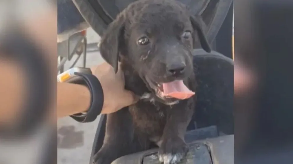 El propietario del rodado mencionó que dejó al perro en la moto, debido a que no lo dejaban ingresar al supermercado. (Captura de video gentileza Canal 10).