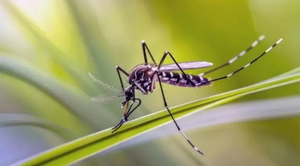 El aspecto más importante para prevenirlo es vaciar y limpiar recipientes que acumulen agua estancada. (Foto archivo ANRoca)