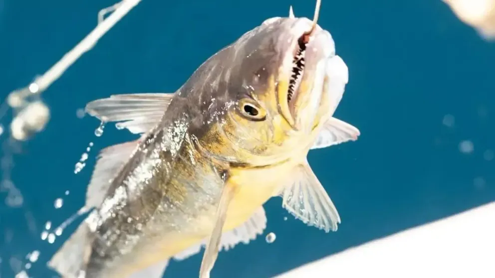 La Provincia enfrenta desafíos importantes en este 2025 para el sector de la pesca.
