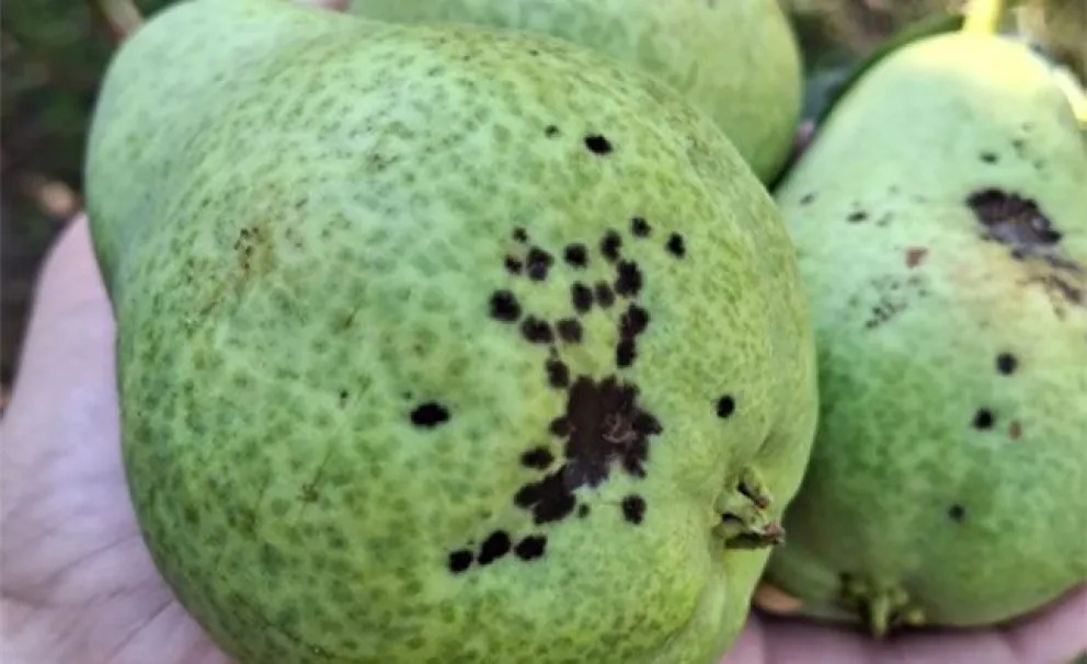 Los síntomas pueden no ser detectados durante la cosecha. (Imagen: INTA Alto Valle)