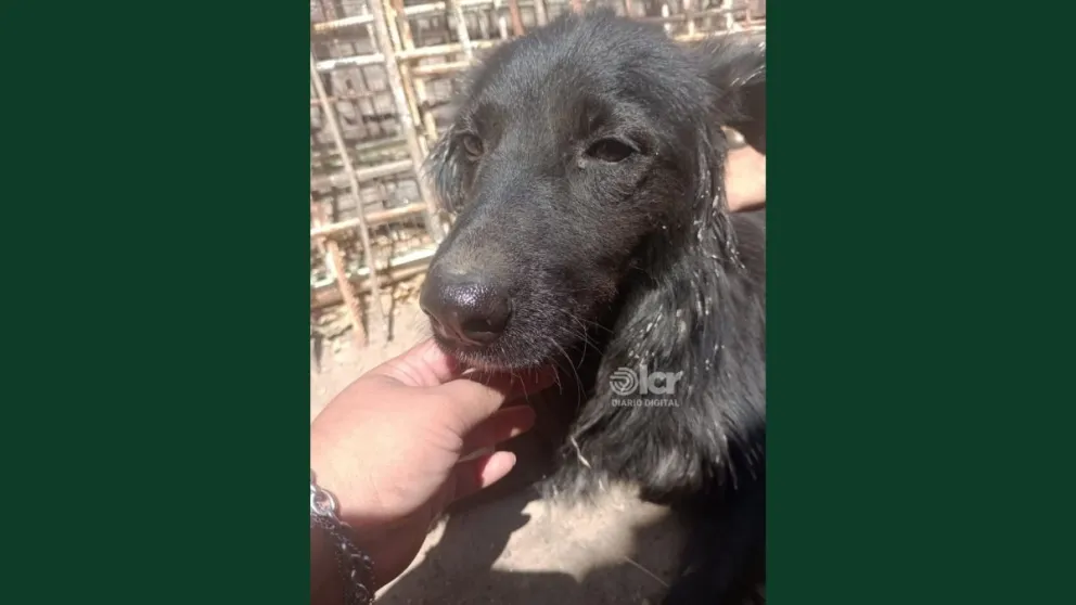 ¿Querés sumar un integrante más a tu familia?