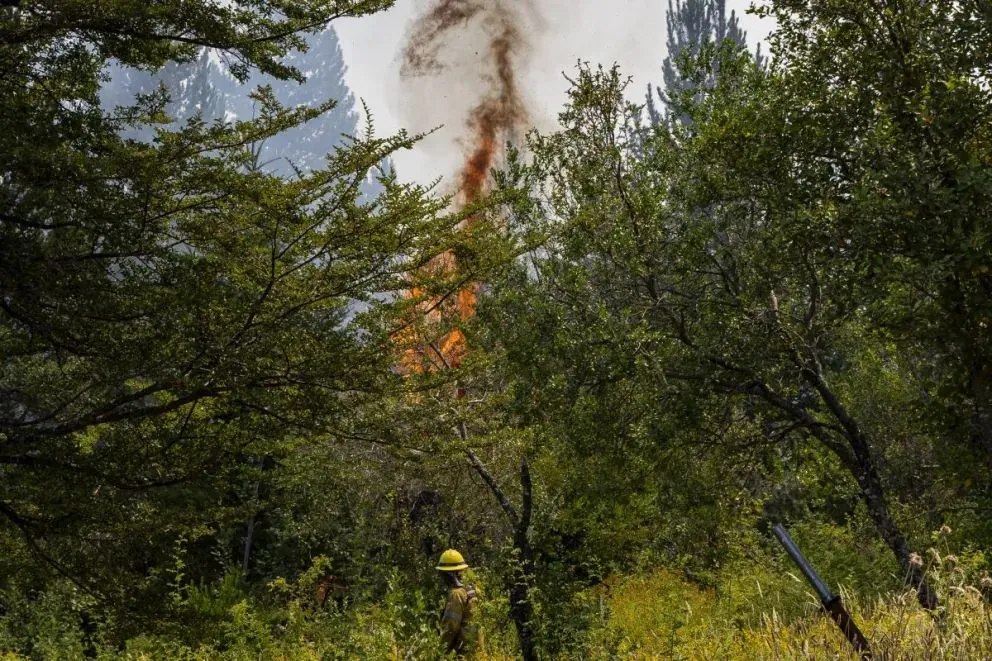 Las "lenguas" del fuego que arrasó con un pinar en Mallín del Medio, propagándose por toda la zona (foto: Eugenia Neme)