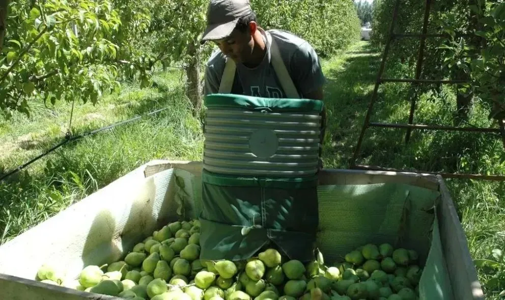 A pesar de los desafíos, el sector frutícola confía en la calidad de su producción y en la demanda de los mercados internacionales.