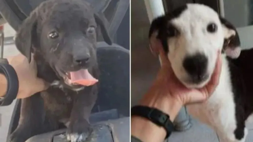 “Después del horror que sufrió changuito, era hora de que algo bueno le ocurriera” expresaron. (Foto gentileza ANRoca)