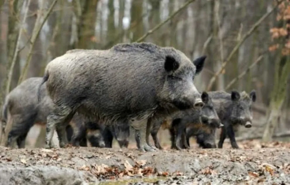 Actualmente no está permitida la caza con jauría. 