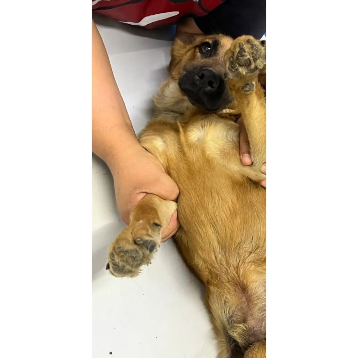 "Mientras le realizaban la placa en la veterinaria", comenta Camila