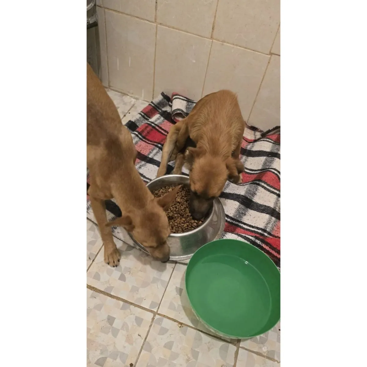 Actualmente los dos hermanos se encuentran en tr&aacute;nsito