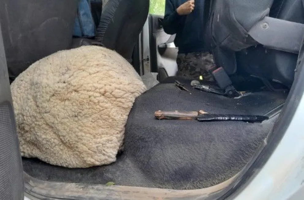 El animal ovino permanecía escondido en el piso y en el sector trasero (Foto policía RN).