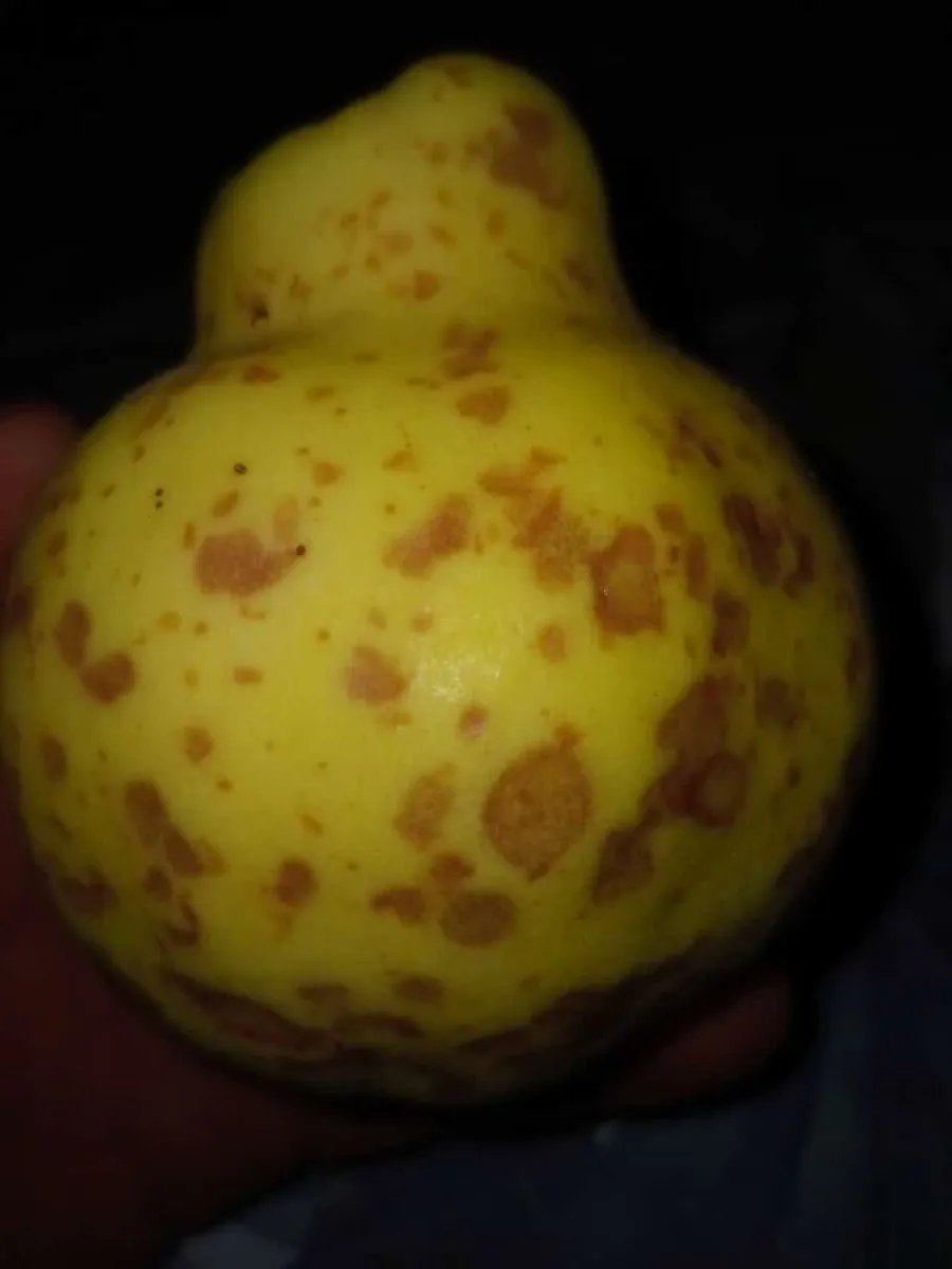 La zona rural de Tres Puentes fue uno de los sectores donde golpe&oacute; fuerte el granizo (foto gentileza).