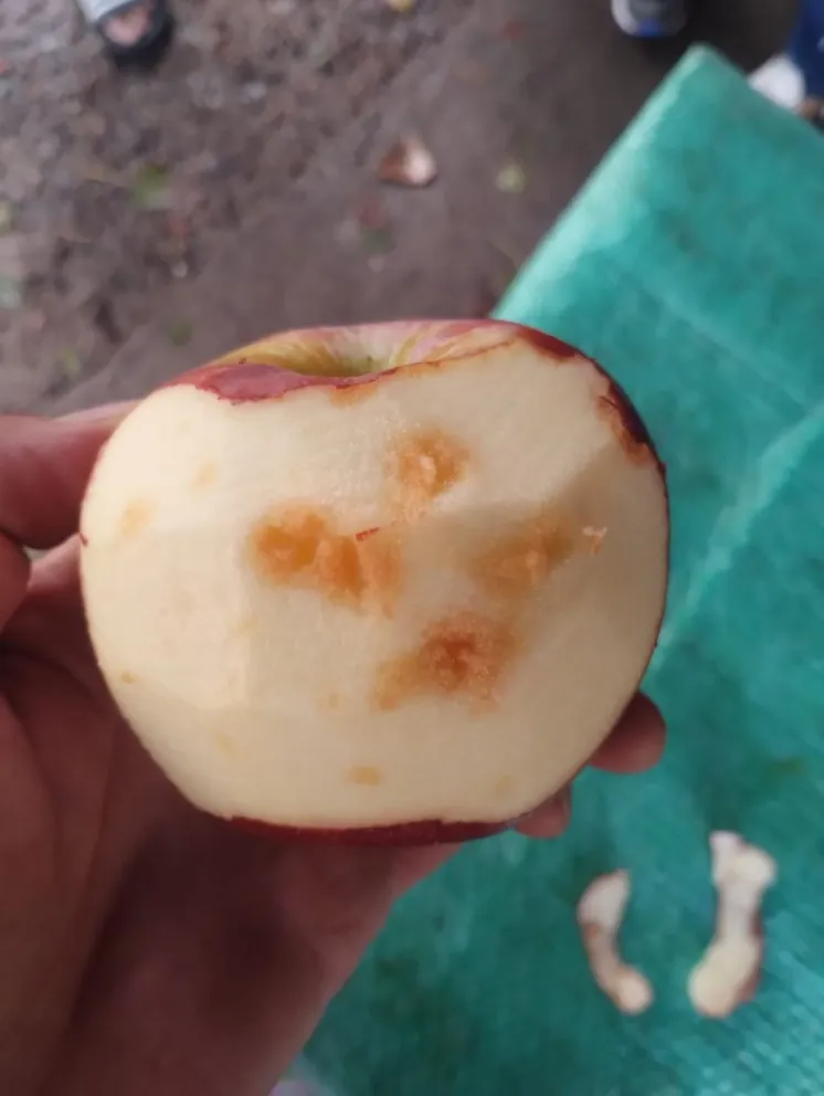 En una chacra ubicada contra la barda norte el granizo fue importante (Foto Sergio Ziaurriz-INTA VR).