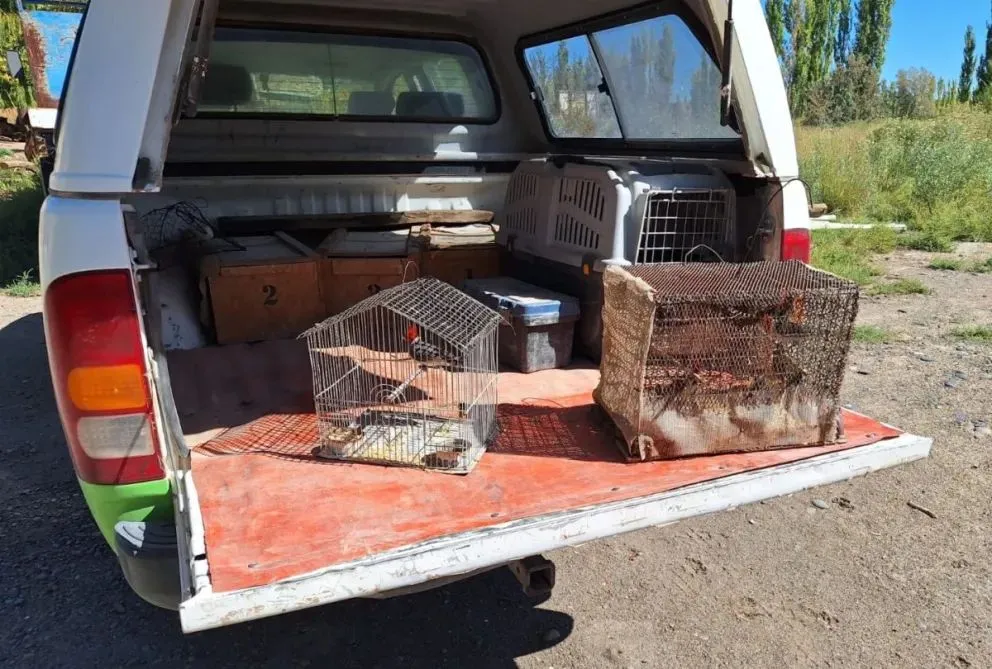 Las aves estaban en jaulas en una chacra de Cervantes.