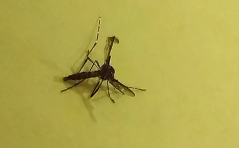 El mosquito del dengue fue hallado hoy en Villa Regina. (Foto LCR)