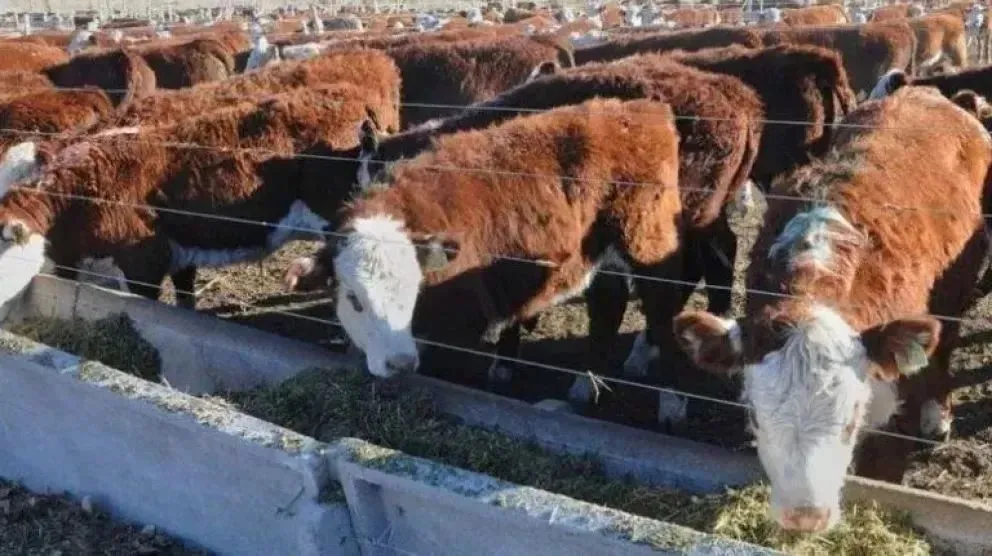 Negociaciones al más alto nivel para sostener los logros en sanidad animal.
