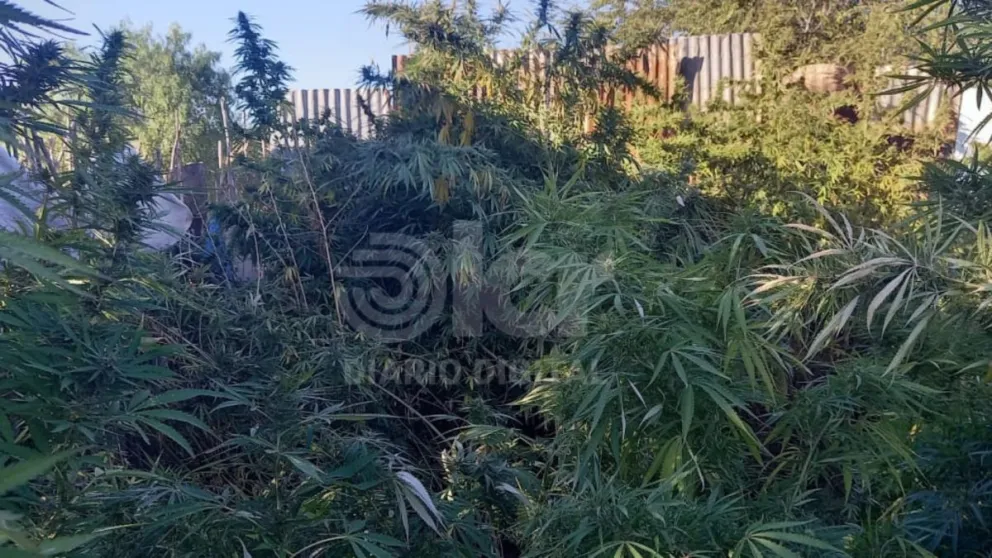 Ocurrió durante la mañana de ayer.