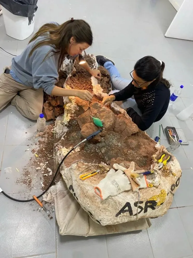 Los especialistas aún trabajan en la preparación del fósil. (Foto UNCo).