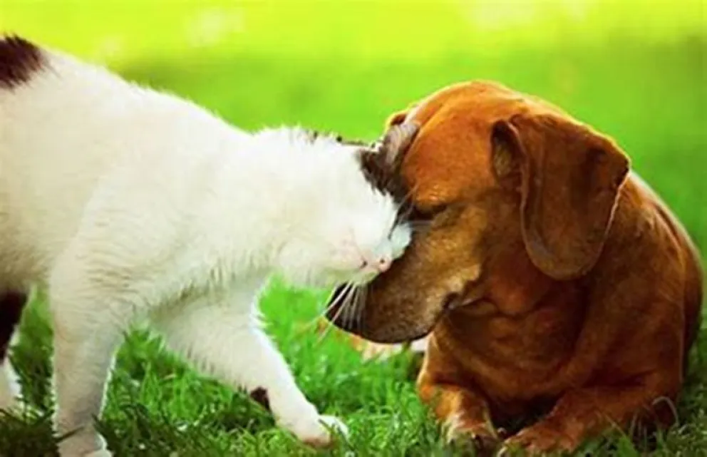 El concurso estará abierto hasta al 29 de abril por el Día del Animal. (Foto archivo)