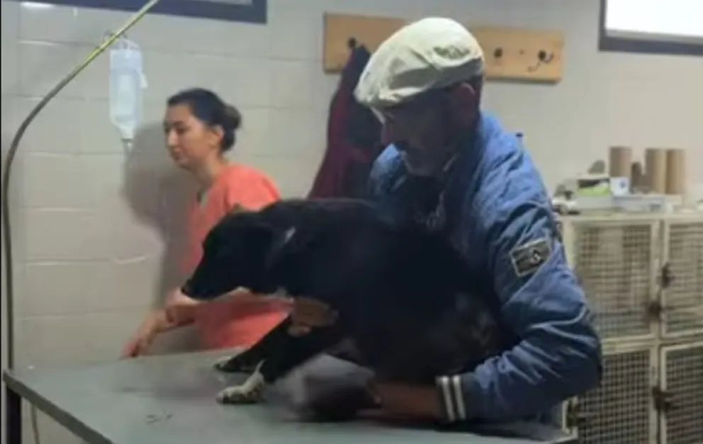 En mayo se renovará el cupo para el programa de castraciones gratuitas de perros y gatos. (Foto gentileza)