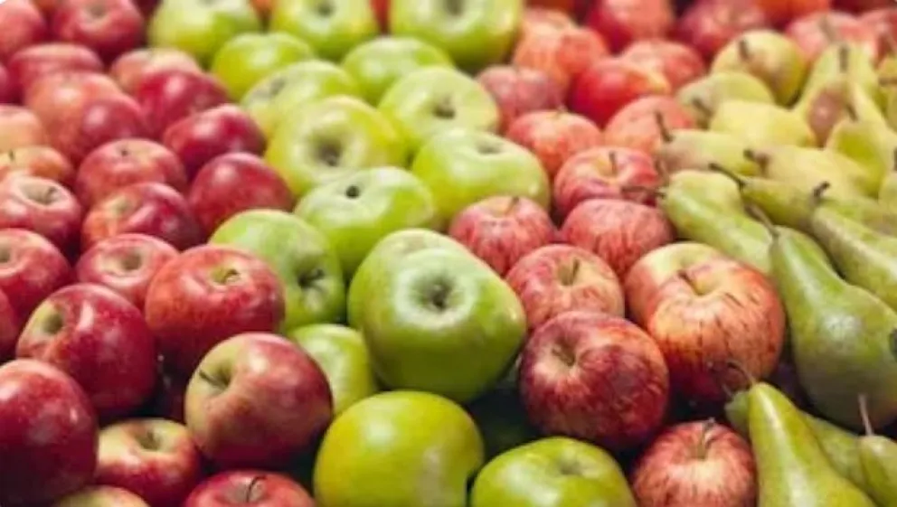 La jornada tiene como objetivo verificar el estado de sanidad de las frutas en las cámaras frigoríficas. (Foto archivo)