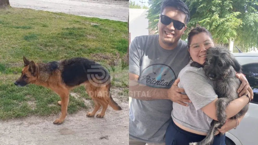 El milagro de "Mili", la perrita que fue rescatada y hoy espera una familia. (Foto: gentileza)