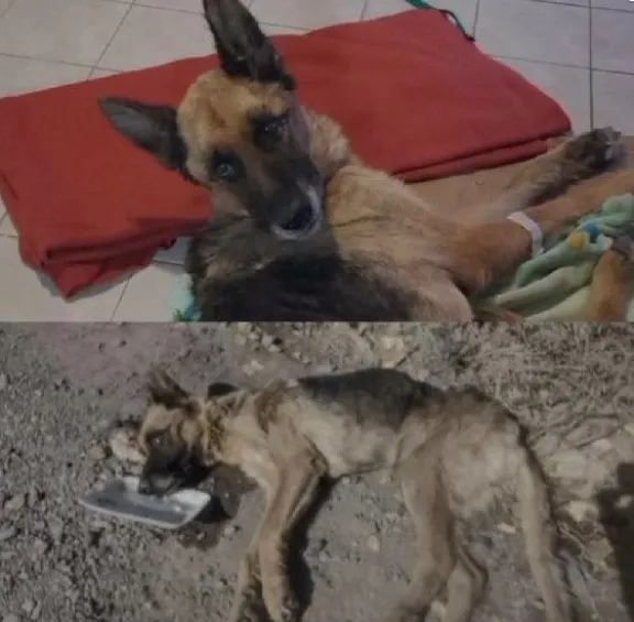 As&iacute; paso Mili sus primeros d&iacute;as al cuidado de sus rescatistas