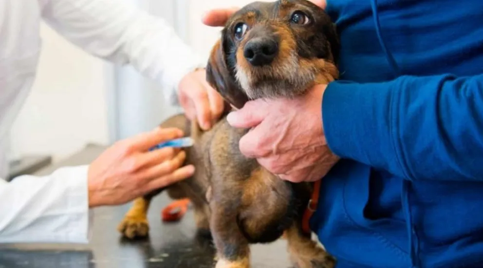 La campaña de vacunación se realizará este sábado en Godoy. (Foto archivo)