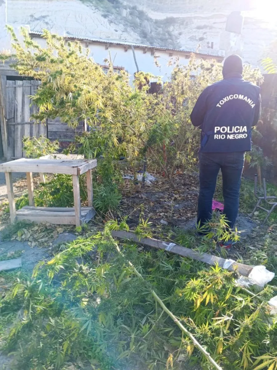 En el patio de la vivienda se encontraron diez plantas.