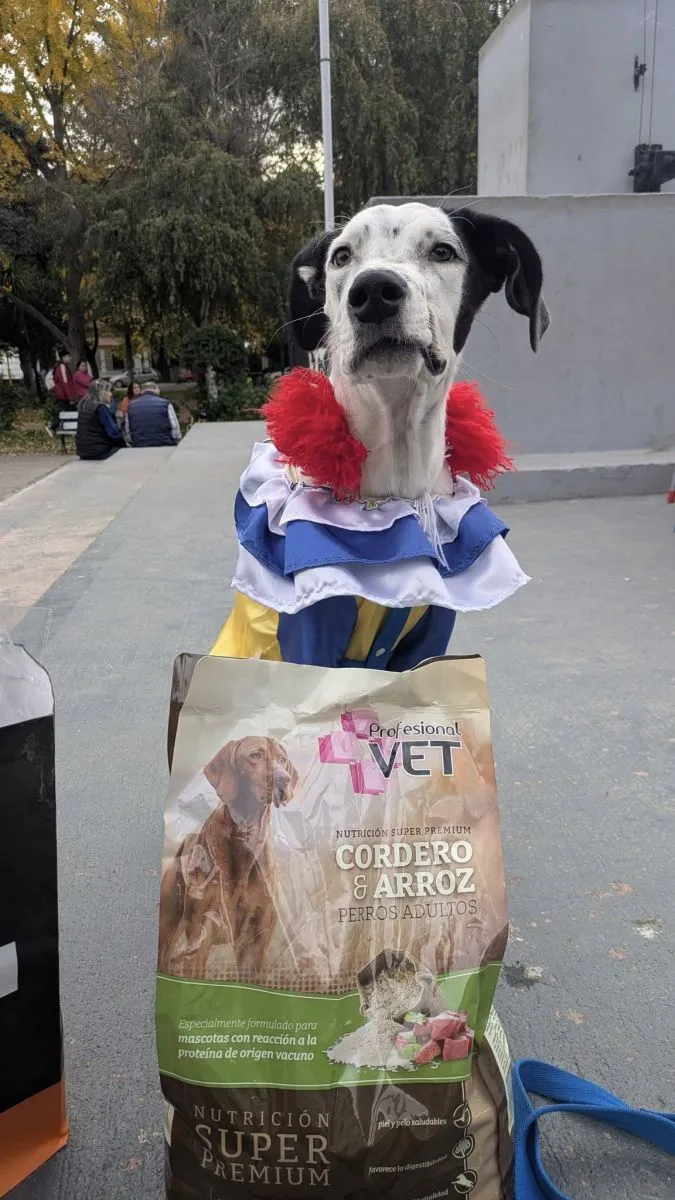 "Amor", el perrito que conmovio a Regina con su historia, fueuno de los ganadores