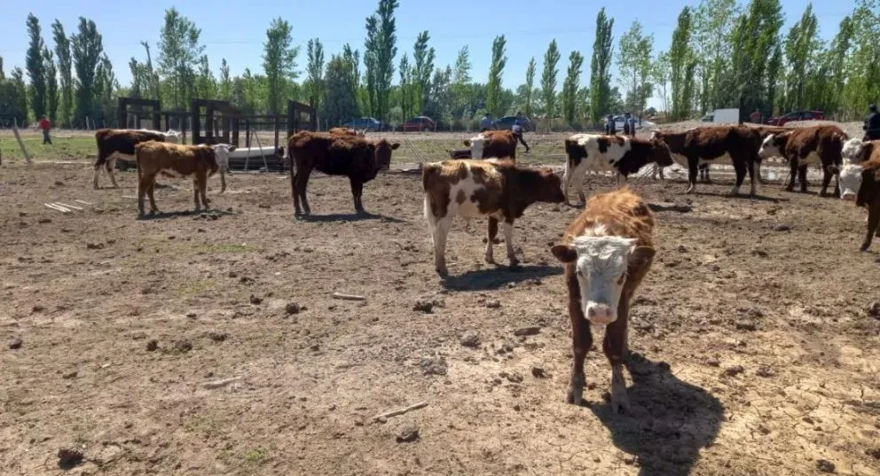 Los productores patagónicos permanecen esperanzados por la derogación de la resolución.