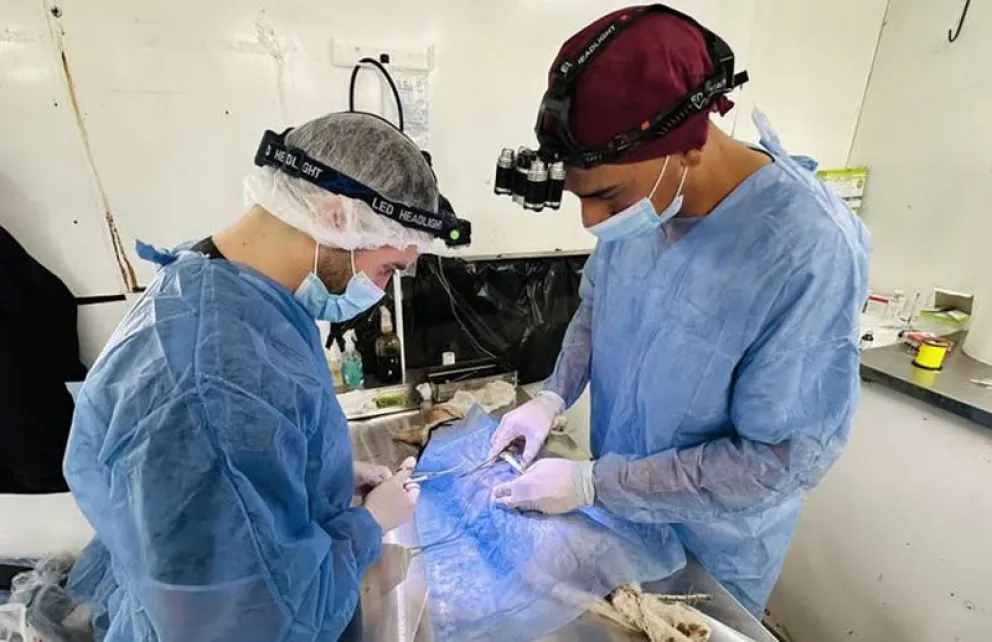 En la última semana de febrero comenzará el programa de castraciones caninas y felinas en Huergo. Foto: archivo
