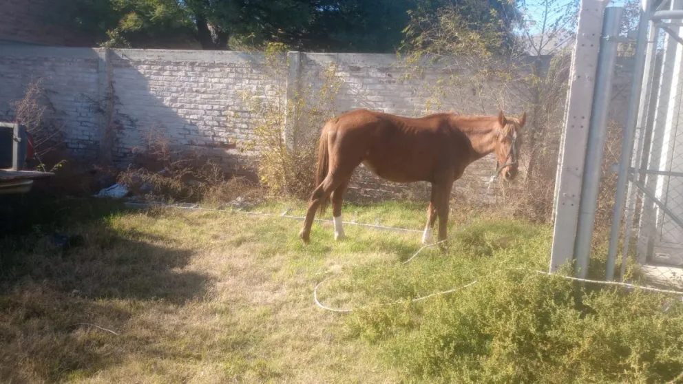 Es el quinto caballo sueltos en la vía pública que termina en la Unidad 40 durante este mes.