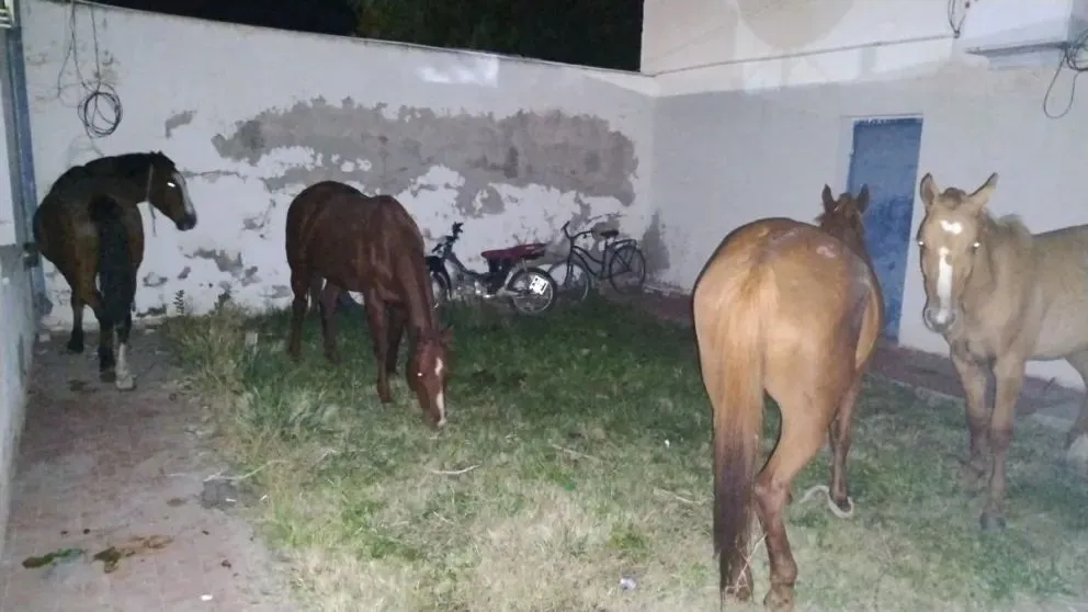 Los anteriores equinos que se trasladaron a la comisar&iacute;a estaban en la plaza c&eacute;ntrica. 